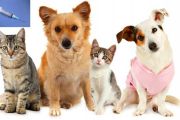 ประชาสัมพันธ์การให้บริการฉีดวัคซีนแก่ สุนัข และแมว ประจำปี 2563